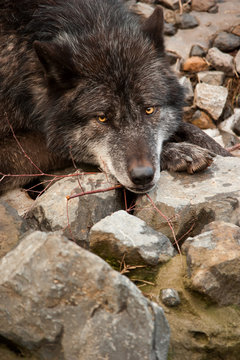 Ruhender Wolf