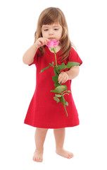 Little baby touching pink rose, isolated on white