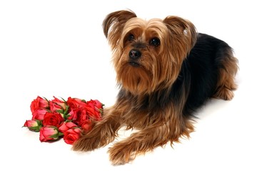 Hund Yorkshir Terrier mit Rosen