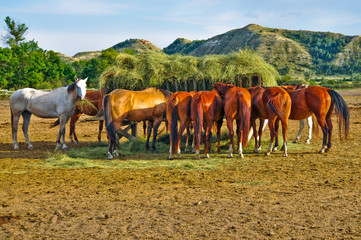 Fototapeta na wymiar Konie na Feeding Szopka w Corral