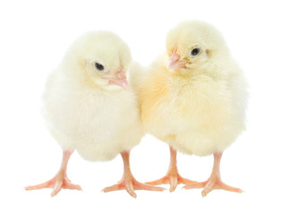 two small chicks