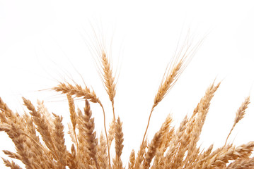 Wheat ears