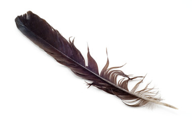 Uncombed bird's feather