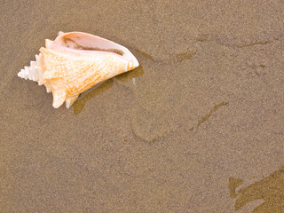 Fototapeta na wymiar Conch Shell on a Wet Sandy Beach