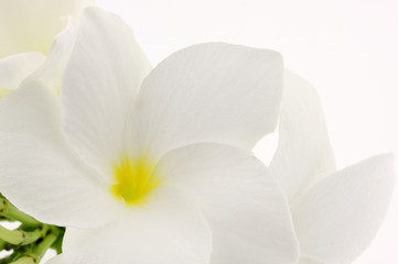 Fototapeta premium fleur blanche de frangipanier