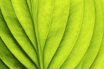 structure of leaf