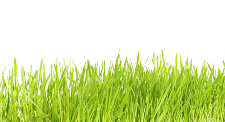Obraz premium green grass