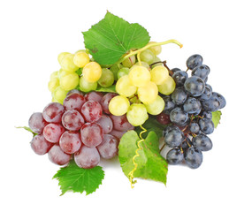 Fototapeta premium Collection of grape clusters