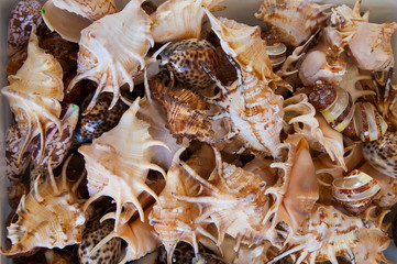 cockleshell-background