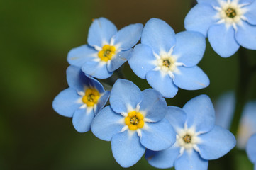 myosotis