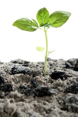 Seedling in Ashes