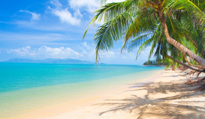 Naklejka na ściany i meble beautiful beach with coconut palm