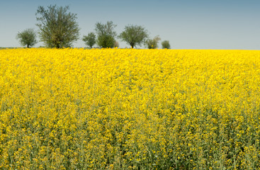 Obraz premium Field of oilseed rape