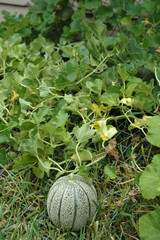 melon rockmelon