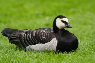 Barnacle goose