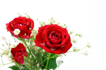 Naklejka premium rose