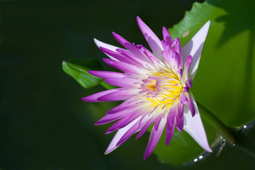 Water lily in the pond