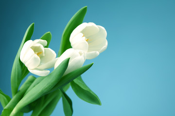 Fototapeta premium white tulip