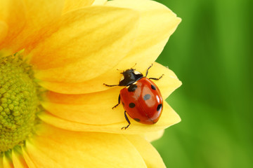 ladybug on yellow flower