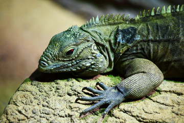 lizard