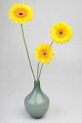 Gerbera flowers