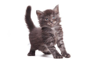 Siberian cat isolated on white