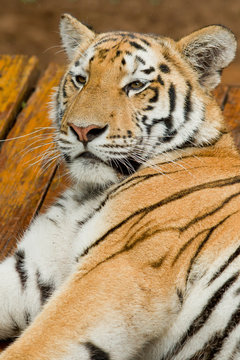 Male tiger resting
