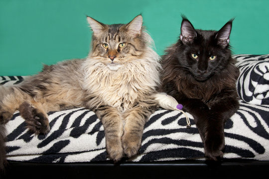 maine coons wotan und babarosso