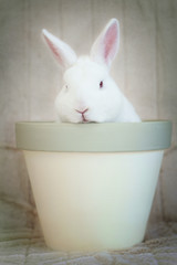 rabbit in a pot