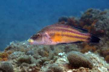 Pesce