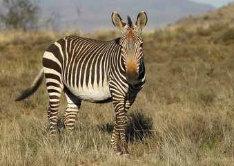 Mountain zebra