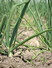 Obraz premium onion on the field