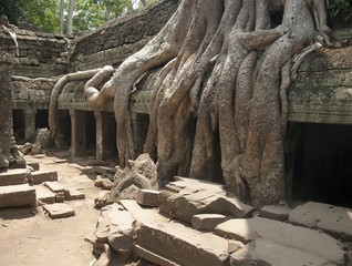 Angkor Thom,Ta Prohm