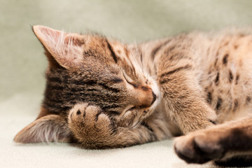 Tabby cat sleeps