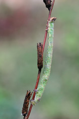 Raupe des Birkenspanners