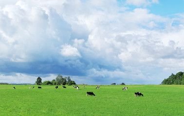 Obraz premium Herd of cows.