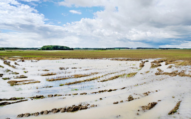 Puddle on the field.