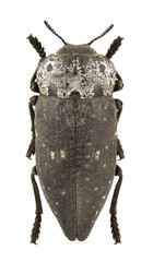 Capnodis tenebrionis