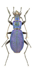 Carabus intricatus