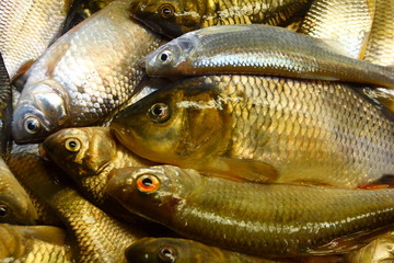 Freshly caught river fishes of various killifish species