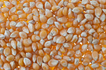 Corn closeup
