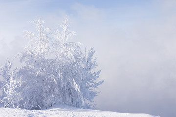 Obraz na płótnie Canvas śnieg i zamarznięte drzewa lonely kosztuje w zaspie