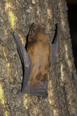 Common Noctule (Nyctalus noctula)