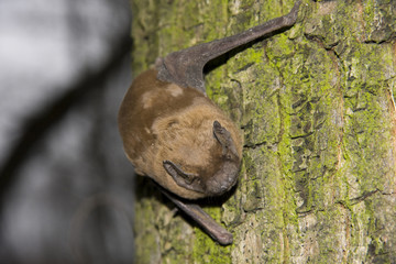 Common Noctule (Nyctalus noctula) © belizar