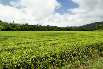 Fototapeta na wymiar Teeplantage in Queensland, Australien
