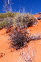 Outback mit Spinifex Grass