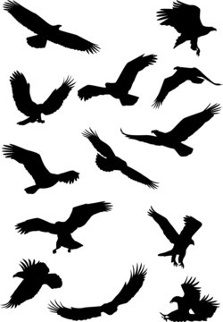 Eagle silhouette collection