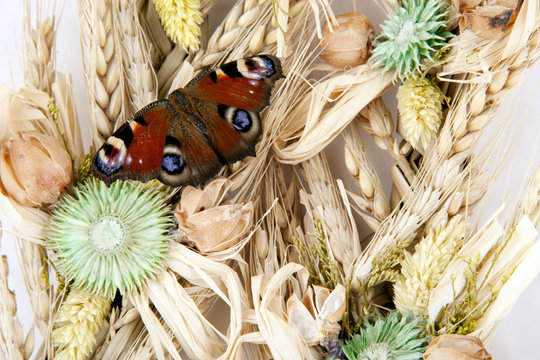 Pfauenauge im Stroh