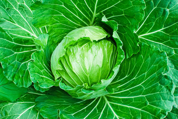 Fototapeta premium fresh green cabbage closeup