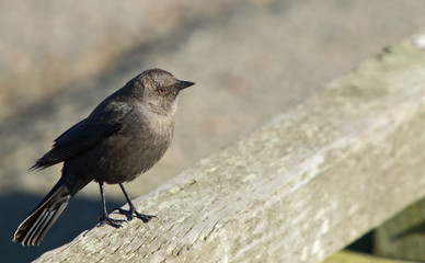 Female Brewer's Blackbird (Euphagus cyanocephalus)
